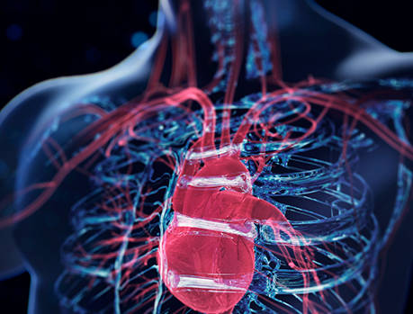 lung heart blue red